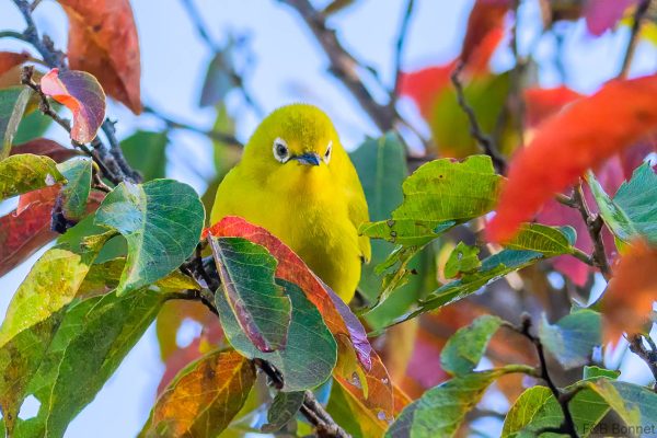 Southern Yellow White-eye - Zimbabwe - Vumba - 2026