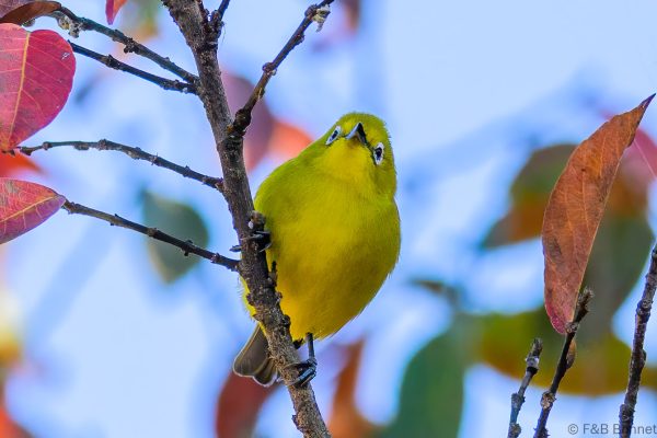 Southern Yellow White-eye - Zimbabwe - Vumba - 2026