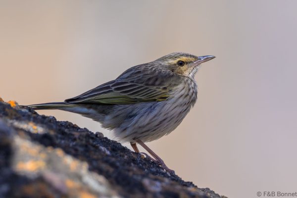 Striped Pipit - Zimbabwe - Gosho Park - 2026