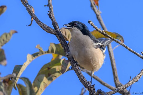 Tropical Boubou - Zimbabwe - Christon Bank - 2026