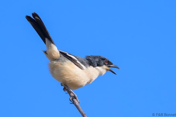 Tropical Boubou - Zimbabwe - Christon Bank - 2026