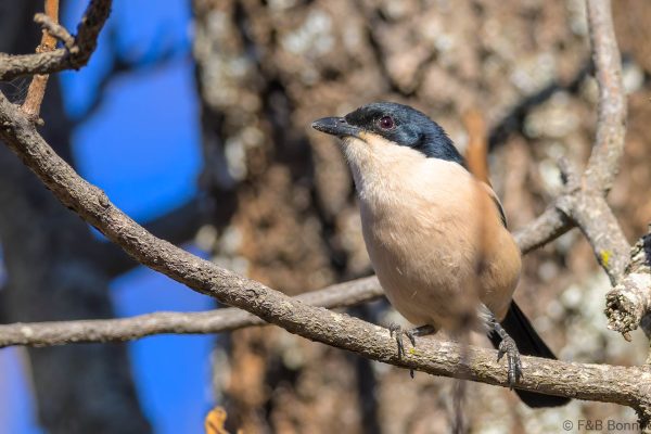 Tropical Boubou - Zimbabwe - Christon Bank - 2026