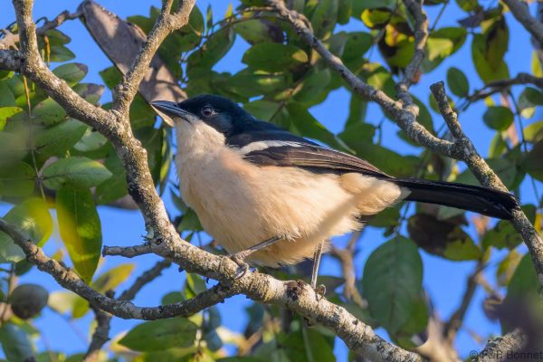 Tropical Boubou - Zimbabwe - Vumba - 2026