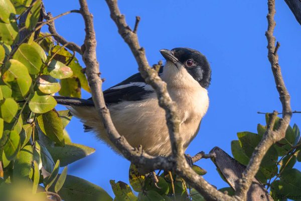 Tropical Boubou - Zimbabwe - Vumba - 2026