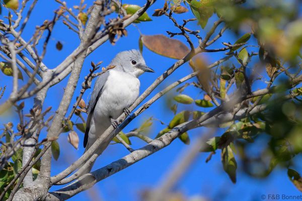 White-breasted Cuckooshrike - Zimbabwe - Gosho Park - 2026