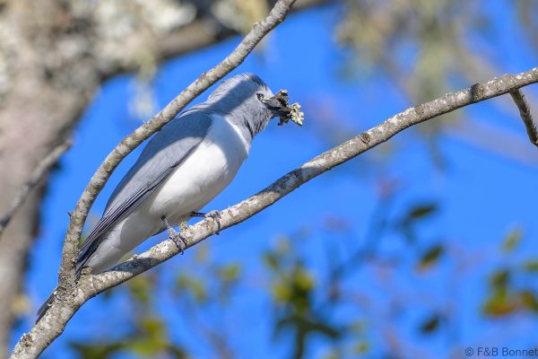 White-breasted Cuckooshrike - Zimbabwe - Gosho Park - 2026