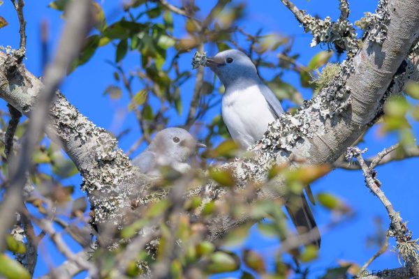 White-breasted Cuckooshrike - Zimbabwe - Gosho Park - 2026