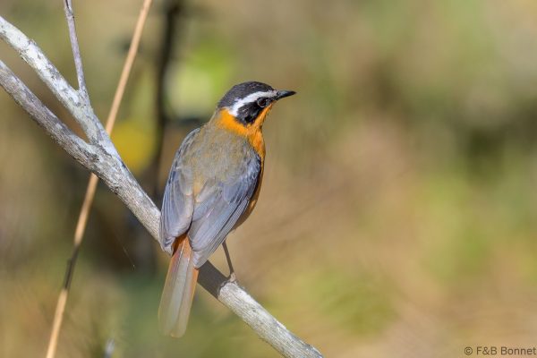 White-browed Robin Chat - Zimbabwe - Vumba - 2026
