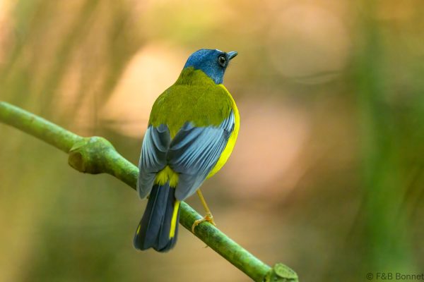 White-starred Robin - Zimbabwe - Vumba - 2026