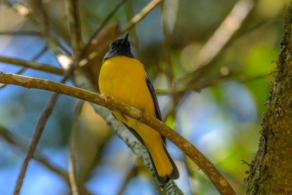 White-starred Robin - Zimbabwe - Vumba - 2026
