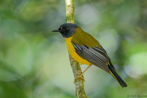 White-starred Robin - Zimbabwe - Vumba - 2026