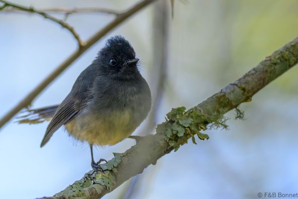 White-tailed Crested Flycatcher - Zimbabwe - Vumba - 2026