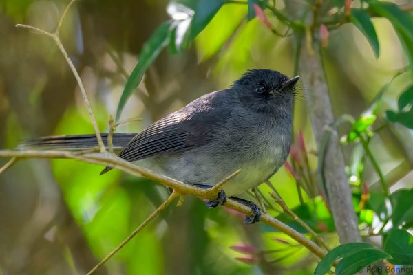 White-tailed Crested Flycatcher - Zimbabwe - Vumba - 2026