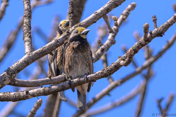 Whyte's Barbet - Zimbabwe - Mukuvisi Woodlands - 2026