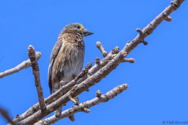 Whyte's Barbet - Zimbabwe - Mukuvisi Woodlands - 2026