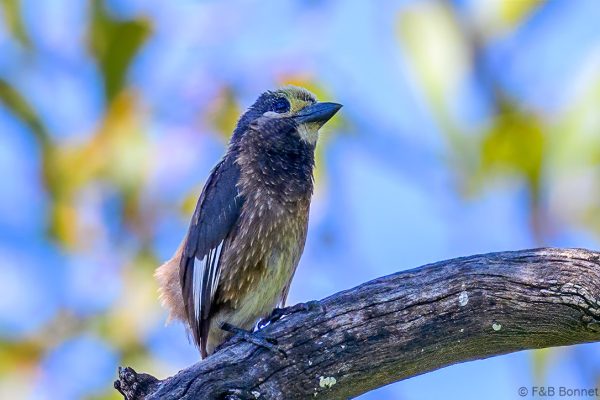 Whyte's Barbet - Zimbabwe - Mukuvisi Woodlands - 2026