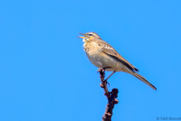 Wood Pipit - Zimbabwe - Vumba - 2026