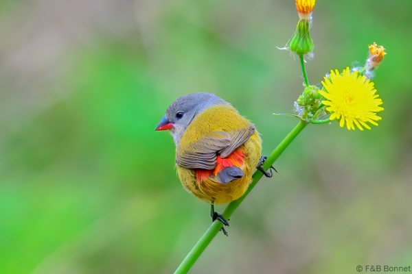 Yellow-bellied Waxbill - Zimbabwe - Honde Valley - 2026