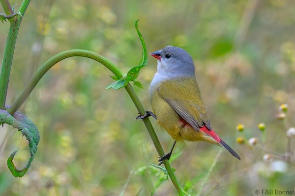 Yellow-bellied Waxbill - Zimbabwe - Honde Valley - 2026