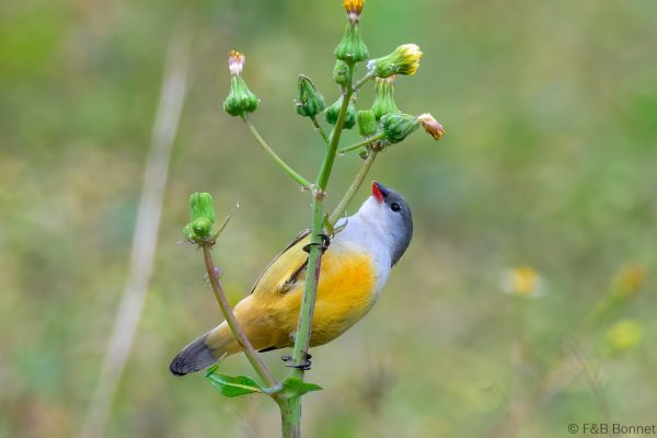 Yellow-bellied Waxbill - Zimbabwe - Honde Valley - 2026
