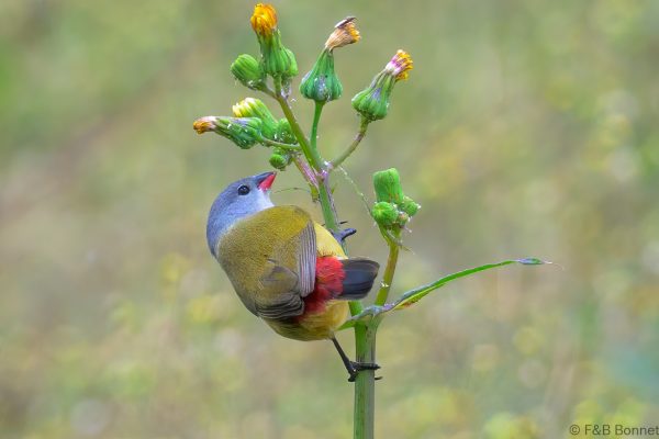 Yellow-bellied Waxbill - Zimbabwe - Honde Valley - 2026
