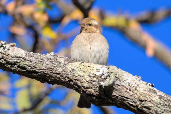 Yellow-throated Bush Sparrow - Zimbabwe - Christon Bank - 2026