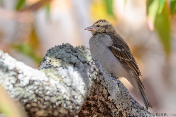 Yellow-throated Bush Sparrow - Zimbabwe - Christon Bank - 2026