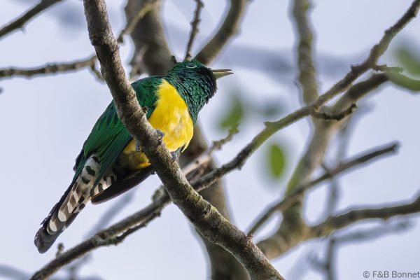 African Emerald Cuckoo - South Africa - Santa Lucia - 2026