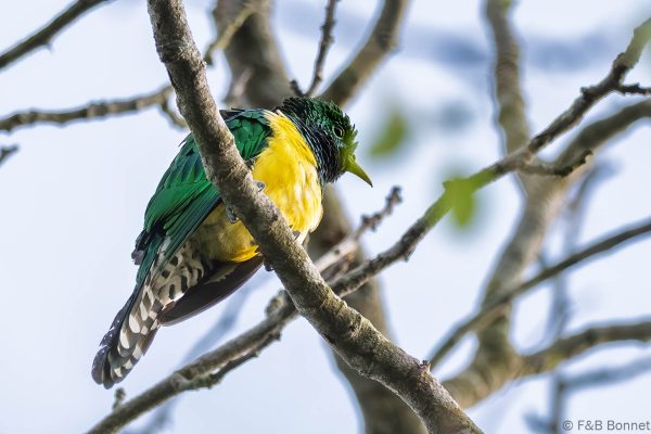 African Emerald Cuckoo - South Africa - Santa Lucia - 2026