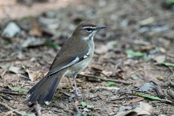Brown Scrub Robin - South Africa - Santa Lucia - 2026