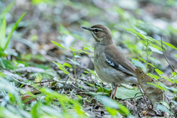 Brown Scrub Robin - South Africa - Santa Lucia - 2026