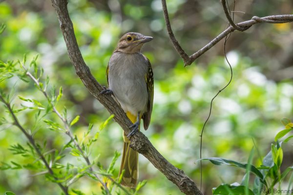 Eastern Nicator - South Africa - iSimangaliso - 2026
