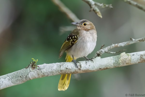 Eastern Nicator - South Africa - Tembe - 2026