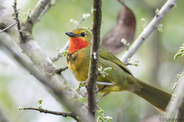 Gorgeous Bushshrike ♀ - South Africa - Ndumu - 2026