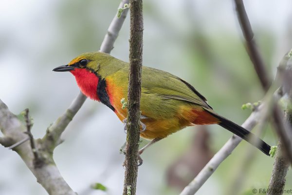 Gorgeous Bushshrike ♂ - South Africa - Ndumu - 2026