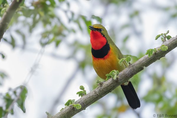 Gorgeous Bushshrike ♂ - South Africa - Ndumu - 2026