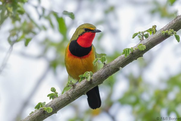 Gorgeous Bushshrike ♂ - South Africa - Ndumu - 2026