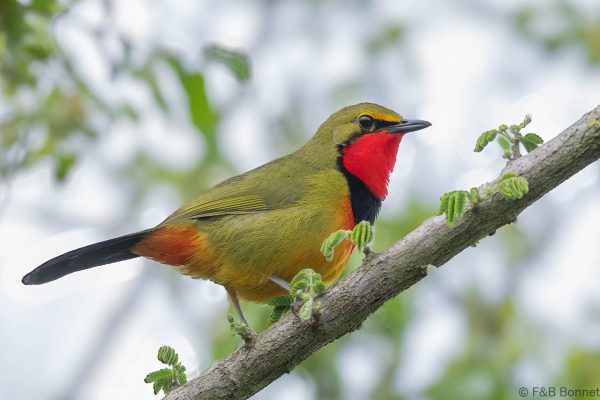 Gorgeous Bushshrike ♂ - South Africa - Ndumu - 2026