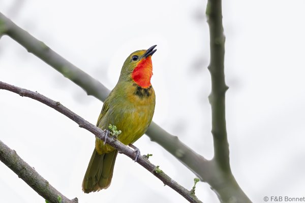 Gorgeous Bushshrike ♀ - South Africa - Ndumu - 2026