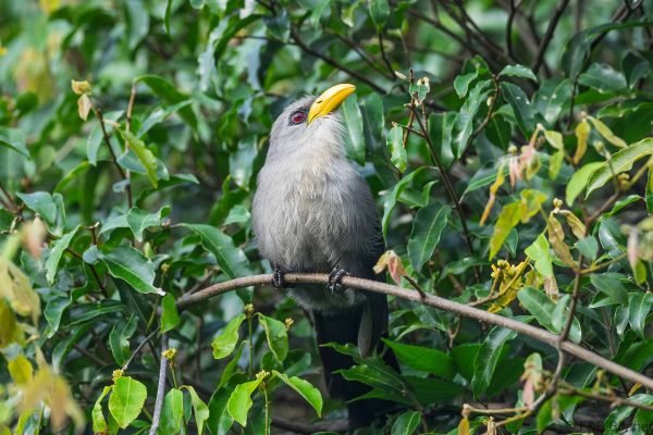 Green Malkoha South Africa
