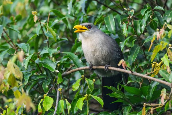 Green Malkoha South Africa
