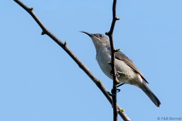 Grey Sunbird - South Africa - Santa Lucia - 2026