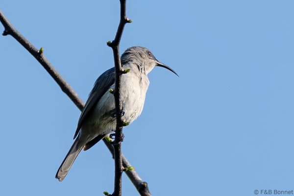 Grey Sunbird - South Africa - Santa Lucia - 2026