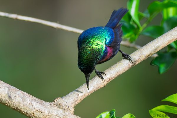 Marico Sunbird - South Africa - Ndumu - 2026