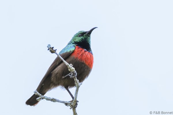 Neergaard's Sunbird - South Africa - Tembe - 2026
