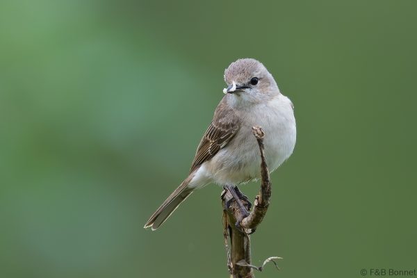 Pale Flycatcher - South Africa - Tembe - 2026