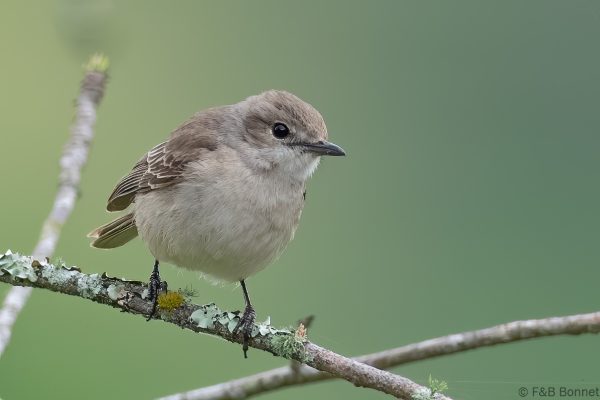 Pale Flycatcher - South Africa - Tembe - 2026
