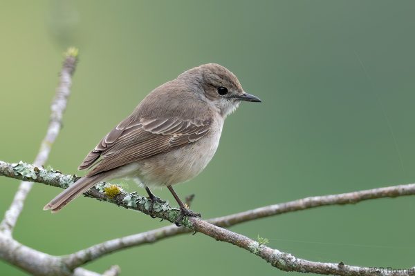 Pale Flycatcher - South Africa - Tembe - 2026