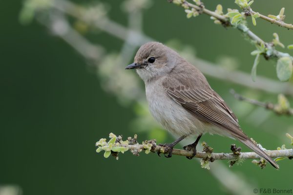 Pale Flycatcher - South Africa - Tembe - 2026