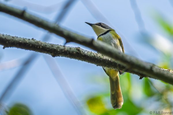 Rudd's Apalis - South Africa - Santa Lucia - 2026